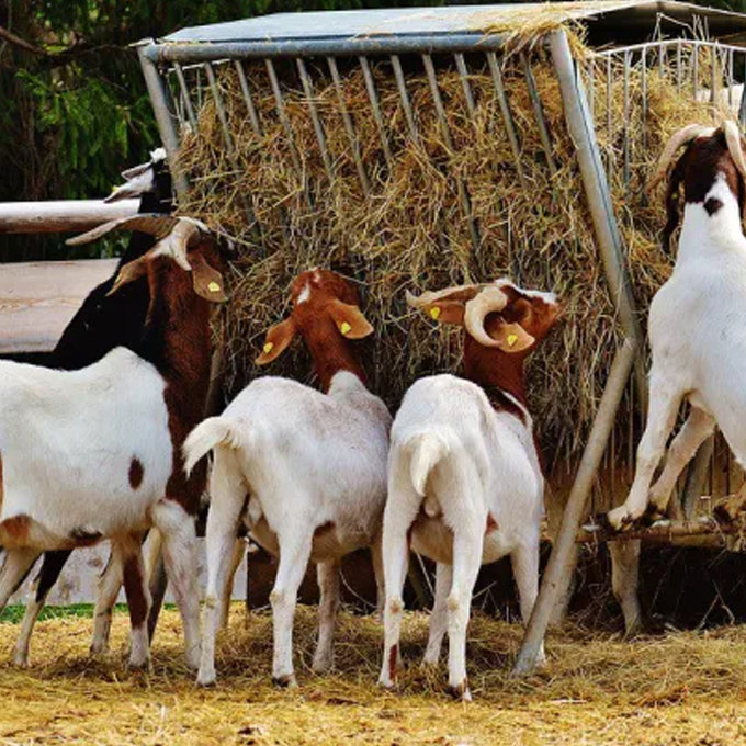 Küçük Baş Hayvan Yemlikleri